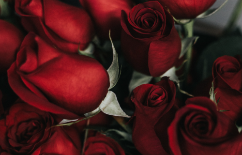 Linda Rosa – Toninho Aribati