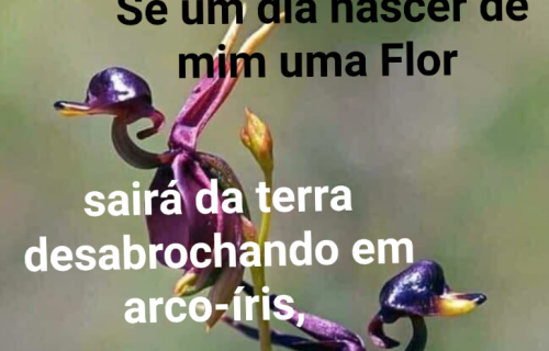 UMA FLOR